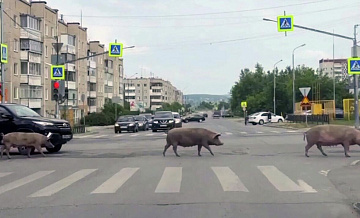 Хозяин свиней на самовыгуле из Ревды обжаловал их изъятие