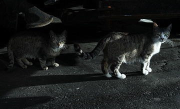 Москвичка спасла 18 кошек из машины на северо-востоке столицы