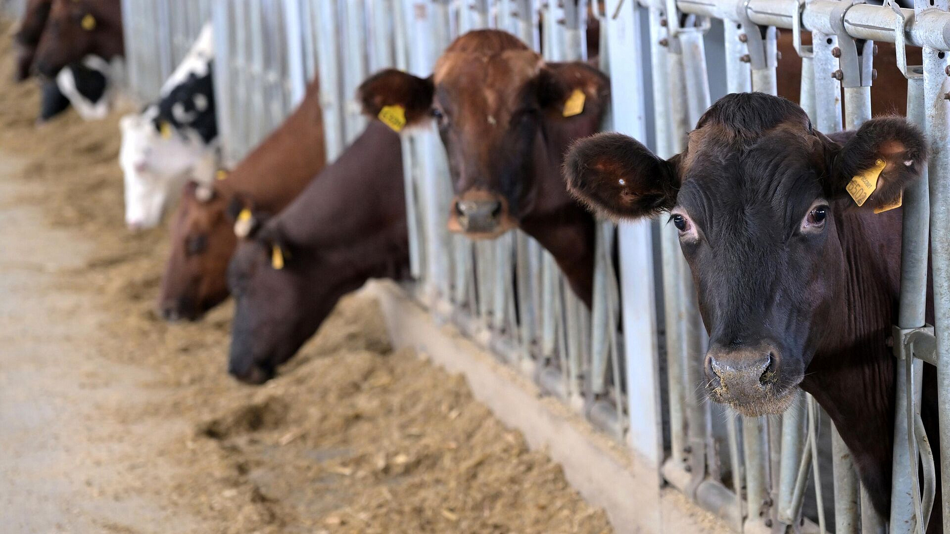 Пострадавшие от пастереллеза в Новосибирской области получили выплаты