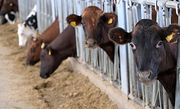 Пострадавшие от пастереллеза в Новосибирской области получили выплаты