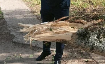 В Кировской области проверят состояние деревьев после гибели ребенка
