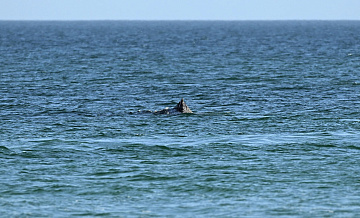 Кит, застрявший ранее на мелководье в ФРГ, чувствует себя лучше