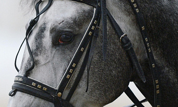 Житель Нижнего Новгорода затащил бесхозного коня на 5 этаж жилого дома