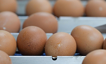 Власти Дагестана оценили ущерб от пожара на птицефабрике