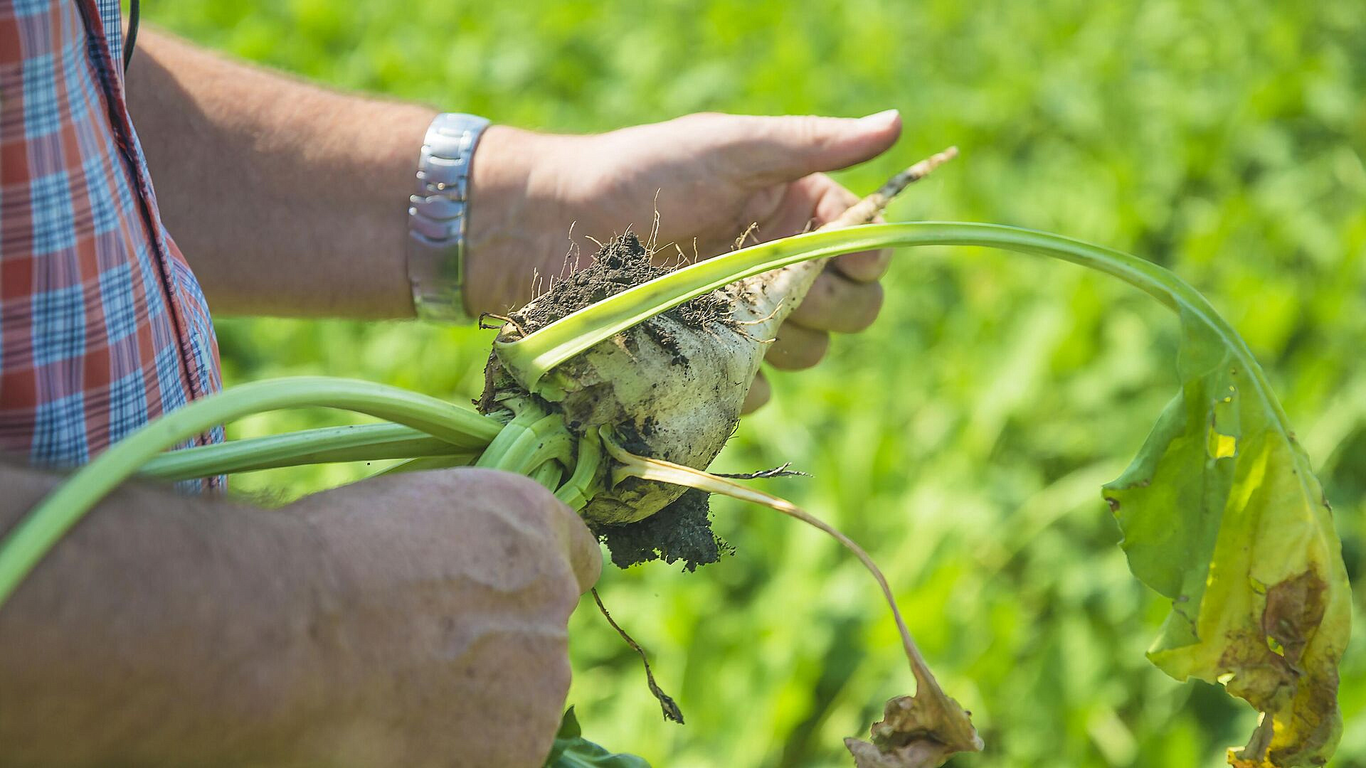 Кондратьев: сев сахарной свеклы начался в Краснодарском крае