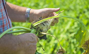 Кондратьев: сев сахарной свеклы начался в Краснодарском крае