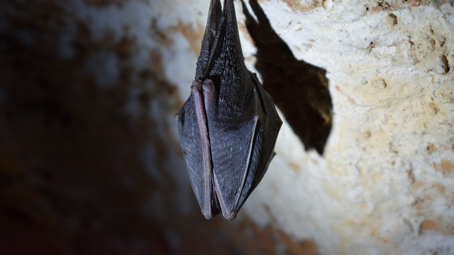 � ������ ���������� ������� ����