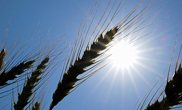 �� ��������� ������ ���������������� � �������, �������� AFP