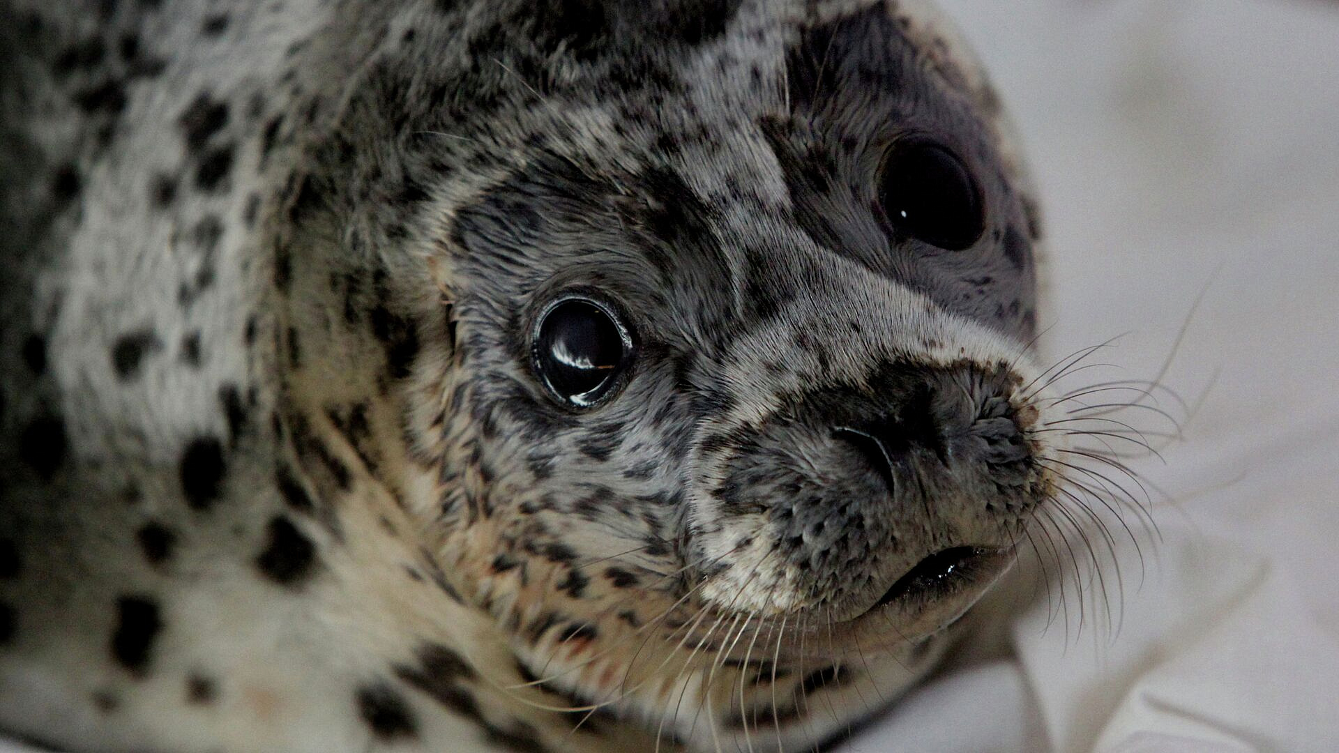 � ���������� ����������� ��������� ����� 1,2 ������ ������������� ����