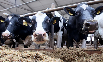 Губернатор Новосибирской области прокомментировал возможный дефицит мяса 