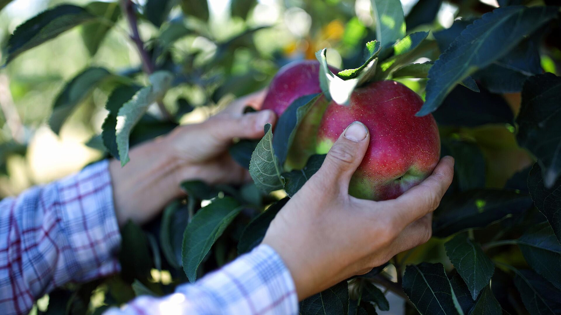 ������� ������ ������ ����� � ����������� ���� ������