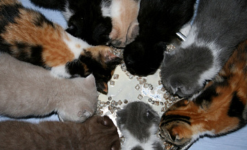 Суд запретил москвичу держать в квартире 20 кошек