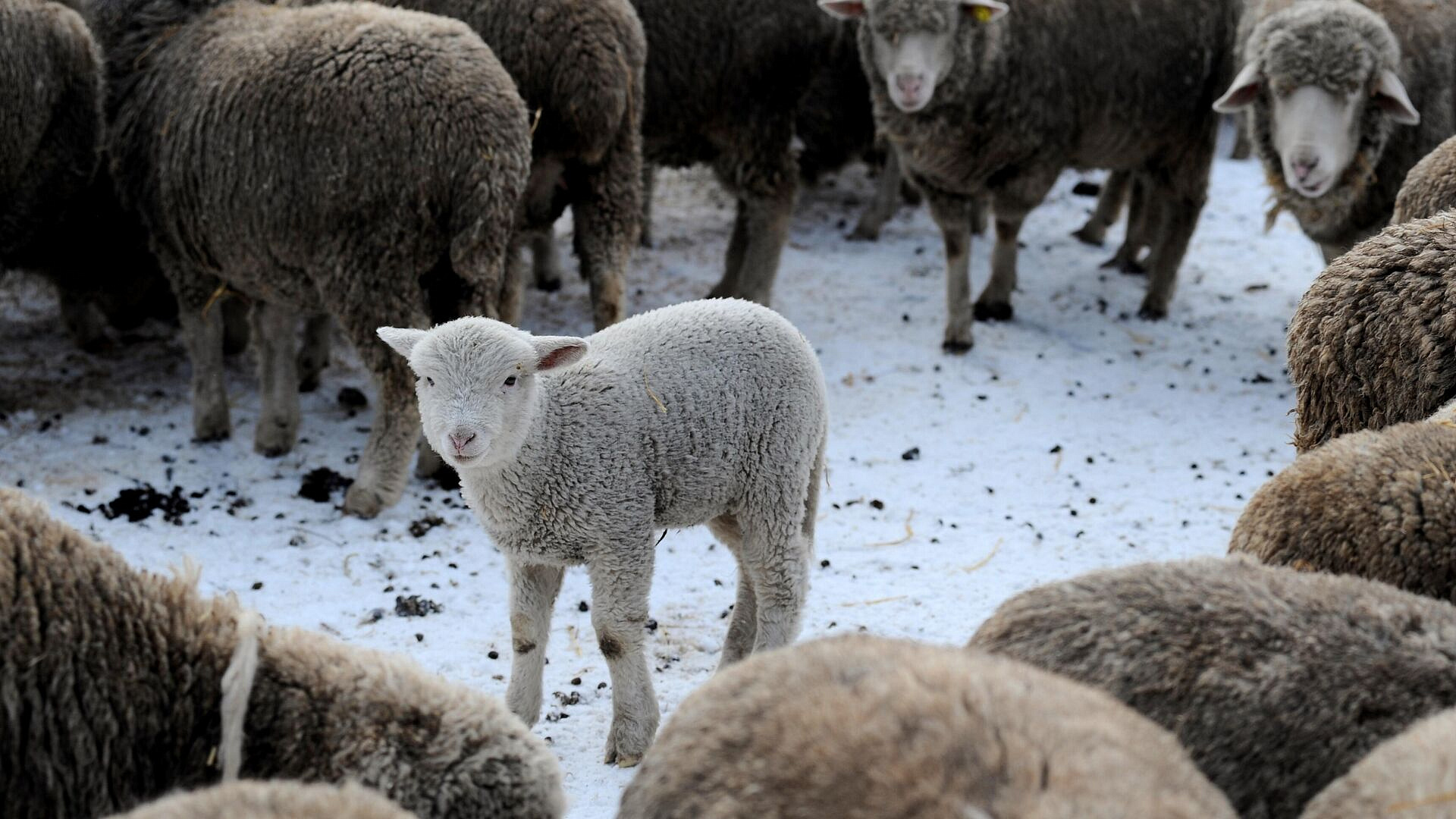 Россия приостановила ввоз животноводческой продукции из ЕС