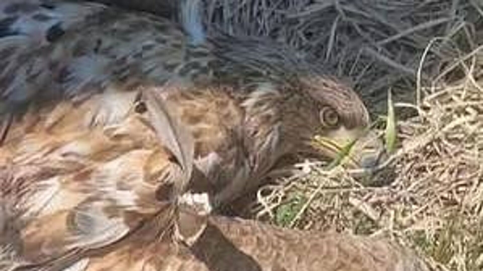 �� ������� ������ �������� ������-����������