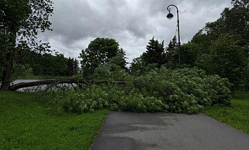 В Петербурге ураган повалил около 300 деревьев
