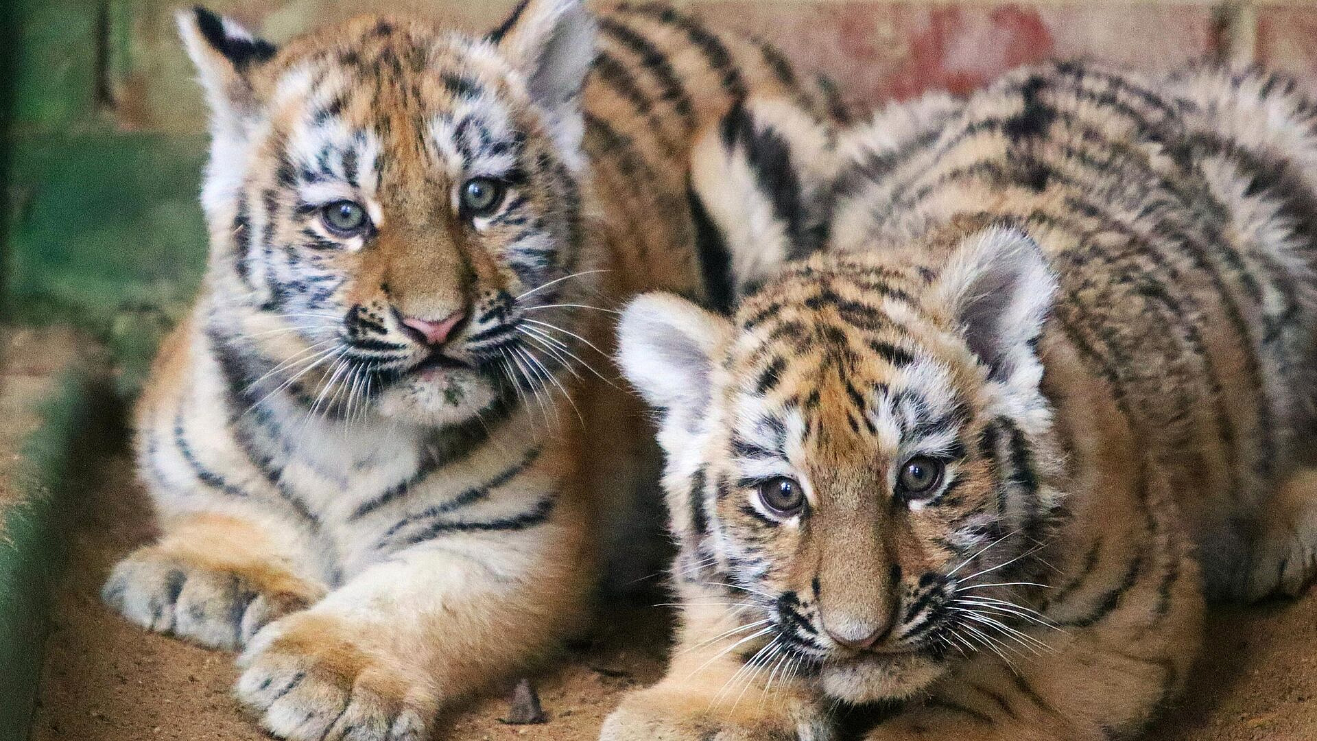 �������� �������, ����������� ��-�� �����������, ��������� �������