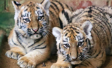 Амурские тигрята, осиротевшие из-за браконьеров, оказались самками