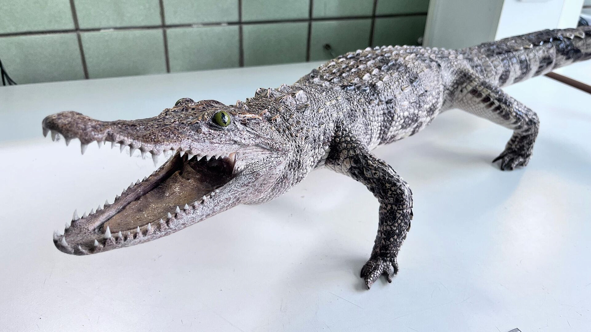 В Красноярске задержали туристку с чучелом крокодила