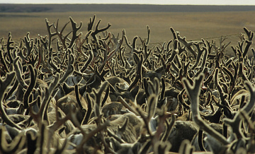 Власти Камчатки объяснили ЧП в оленеводческом хозяйстве