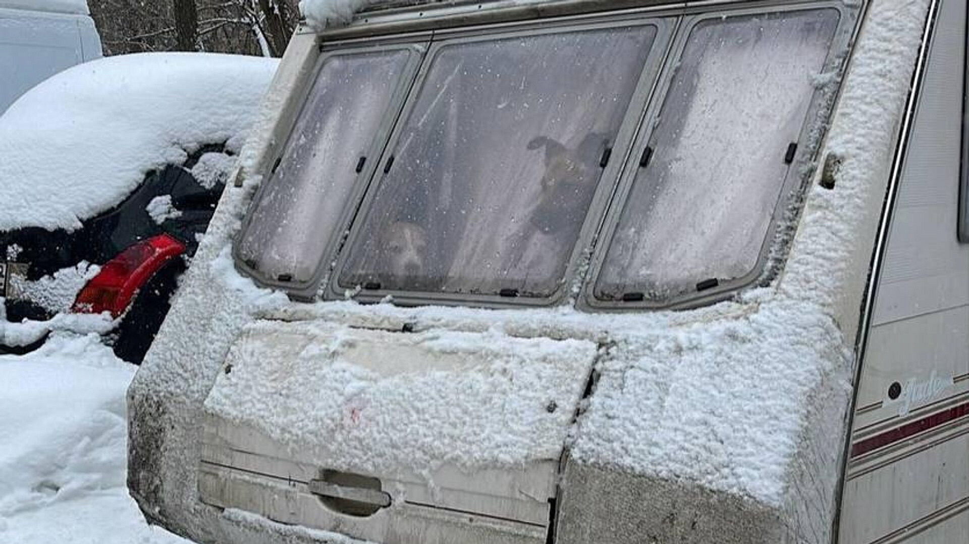 На севере Москвы нашли пять собак в запертом фургоне