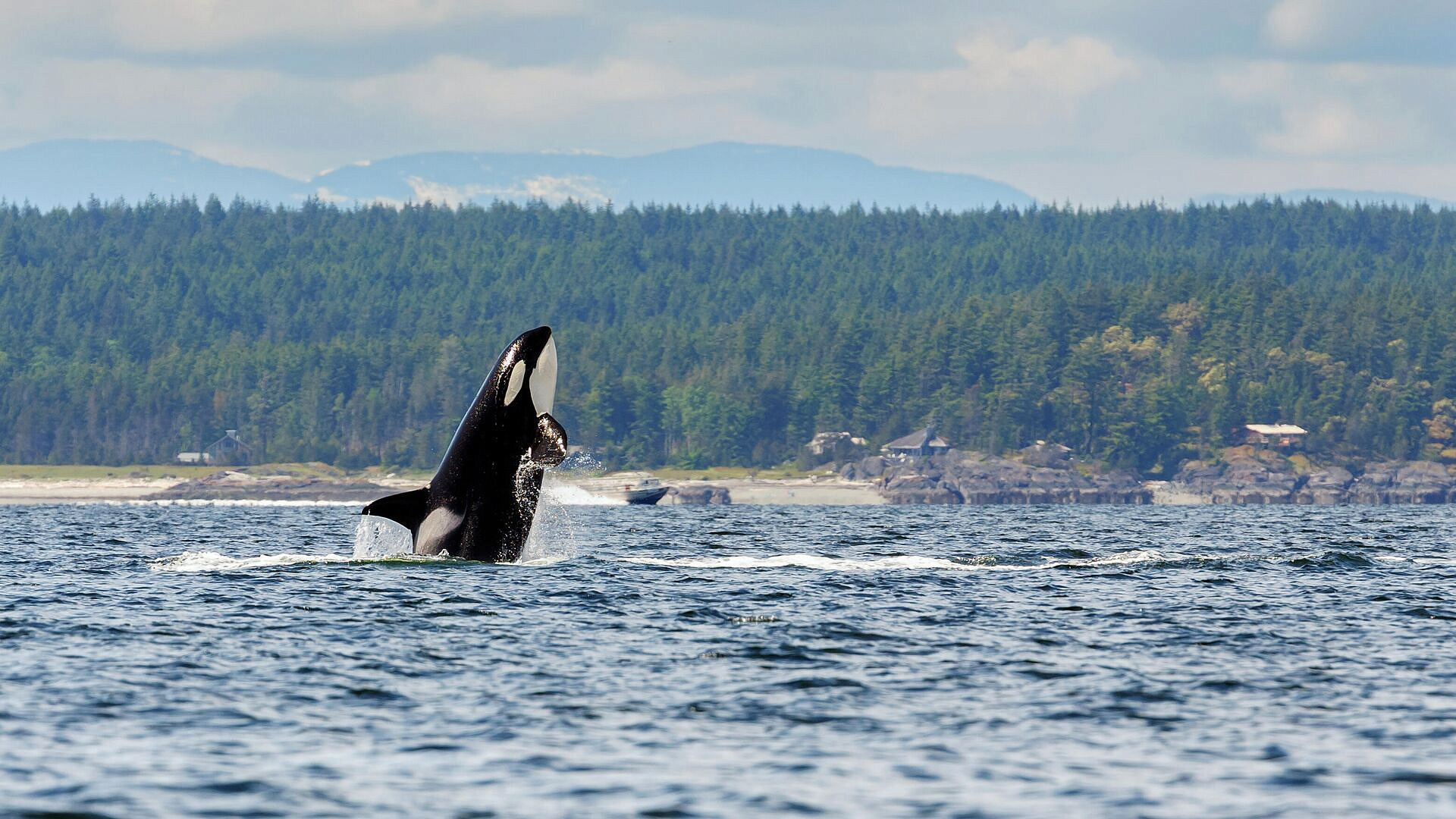 Спасенная в лимане на Камчатке семья косаток вышла в открытое море