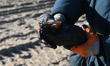 В Анапе спасли более 350 пострадавших от разлива мазута птиц