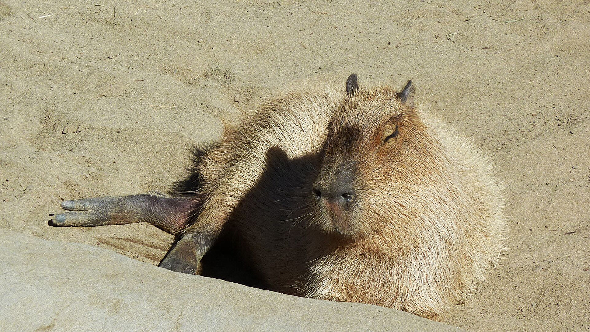 В Крыму назвали причину "страшной популярности" капибар
