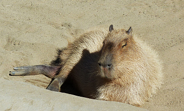 В Крыму назвали причину "страшной популярности" капибар