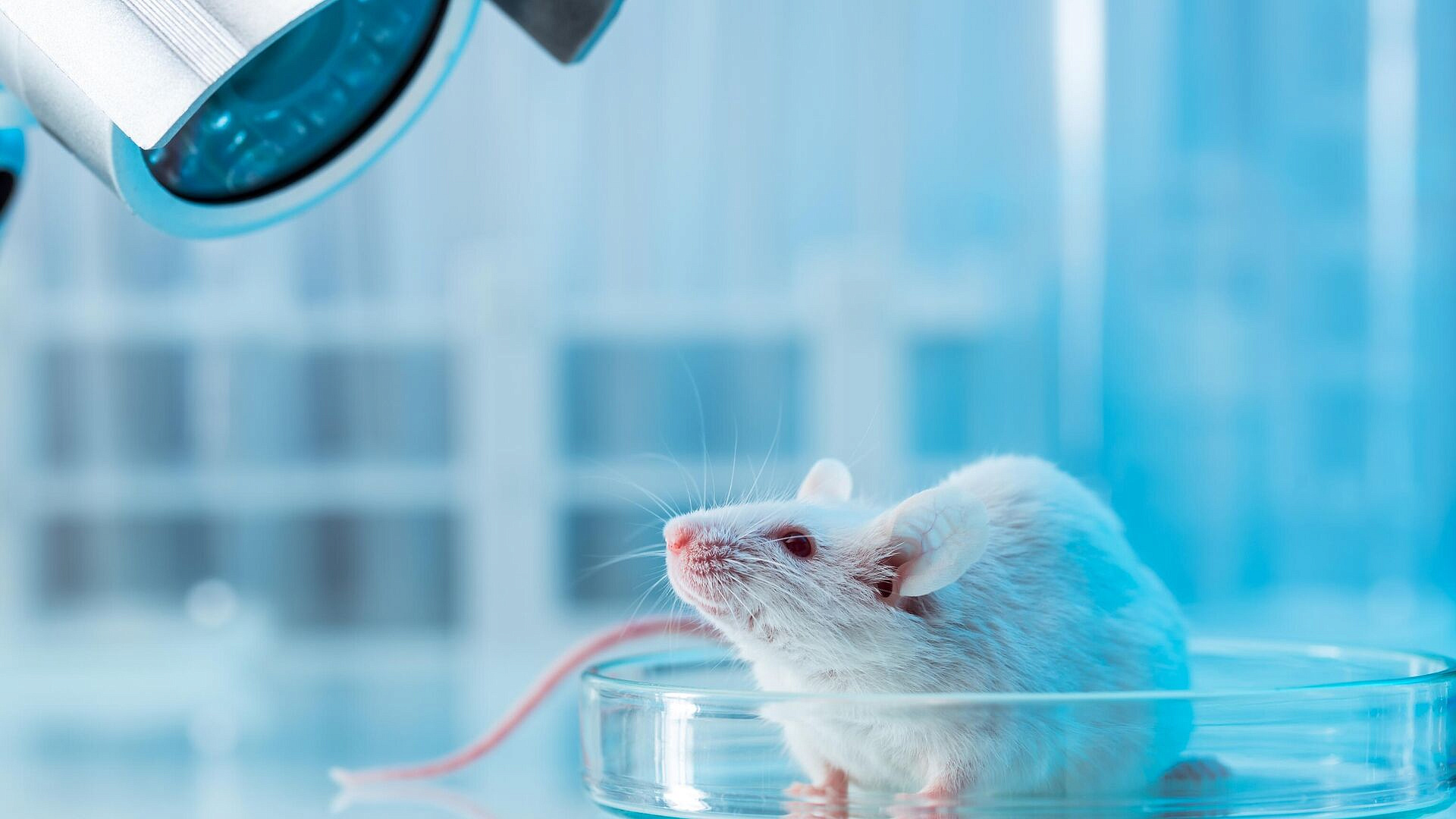 "����� ��������". ������ ������� ������� ������� �� ������� �����