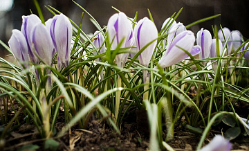 Юрист предупредил об ответственности за сбор краснокнижных первоцветов