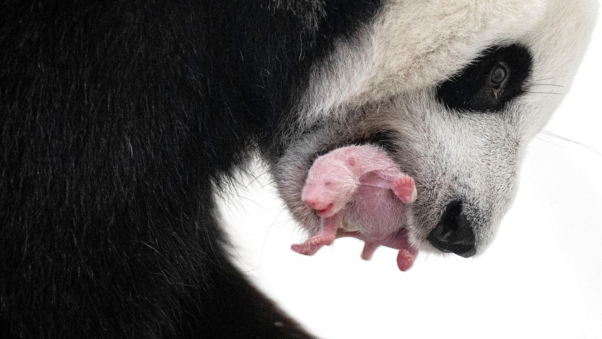 В Китае показали детенышей панд, родившихся в 2025 году