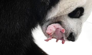 В Китае показали детенышей панд, родившихся в 2025 году