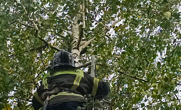 В Подмосковье спасли кота, просидевшего три дня на березе
