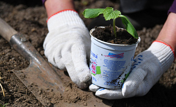 В Союзе садоводов рассказали, когда начинать высаживать рассаду