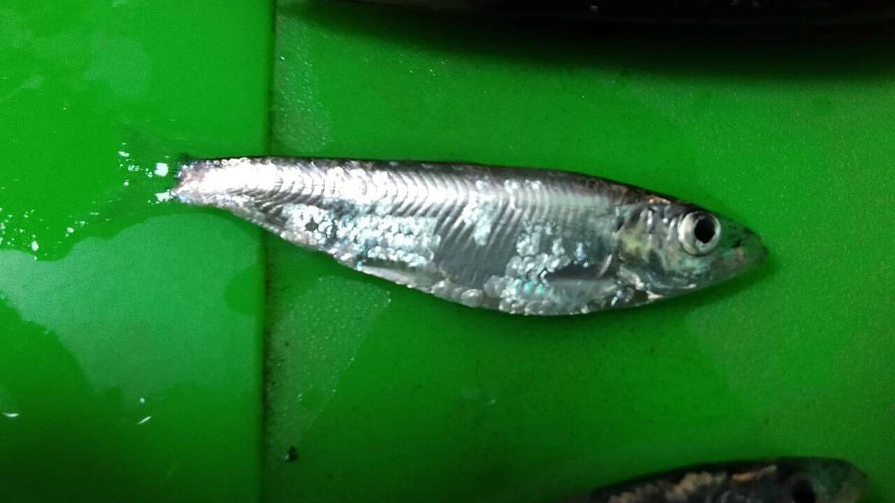 В Астраханском заповеднике обнаружили рыбу-сардельку