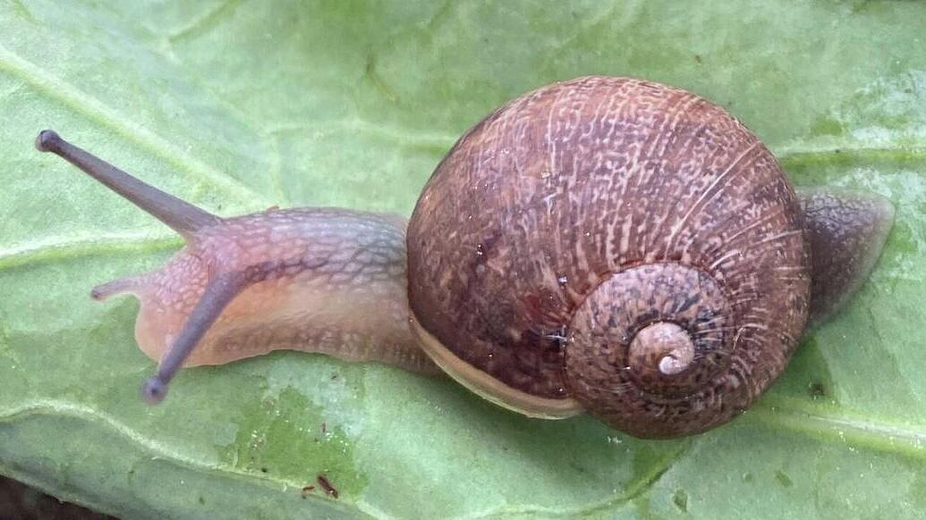 ������ ������-����� �� ����� �������� ���� ��������