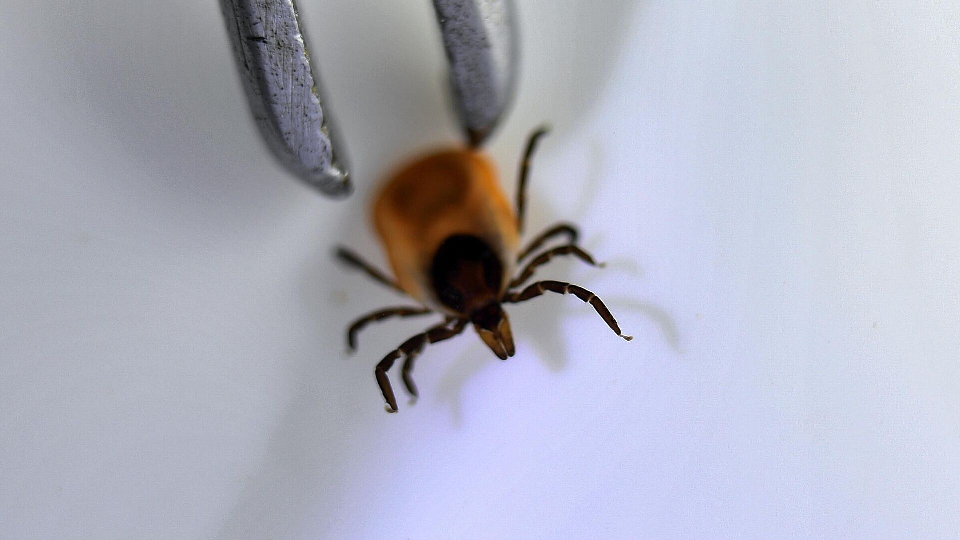 Все, что нужно знать о клещах весной 2026 года