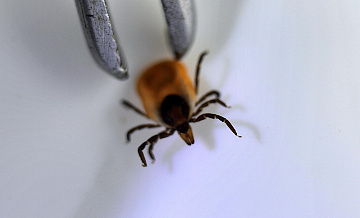 Все, что нужно знать о клещах весной 2026 года