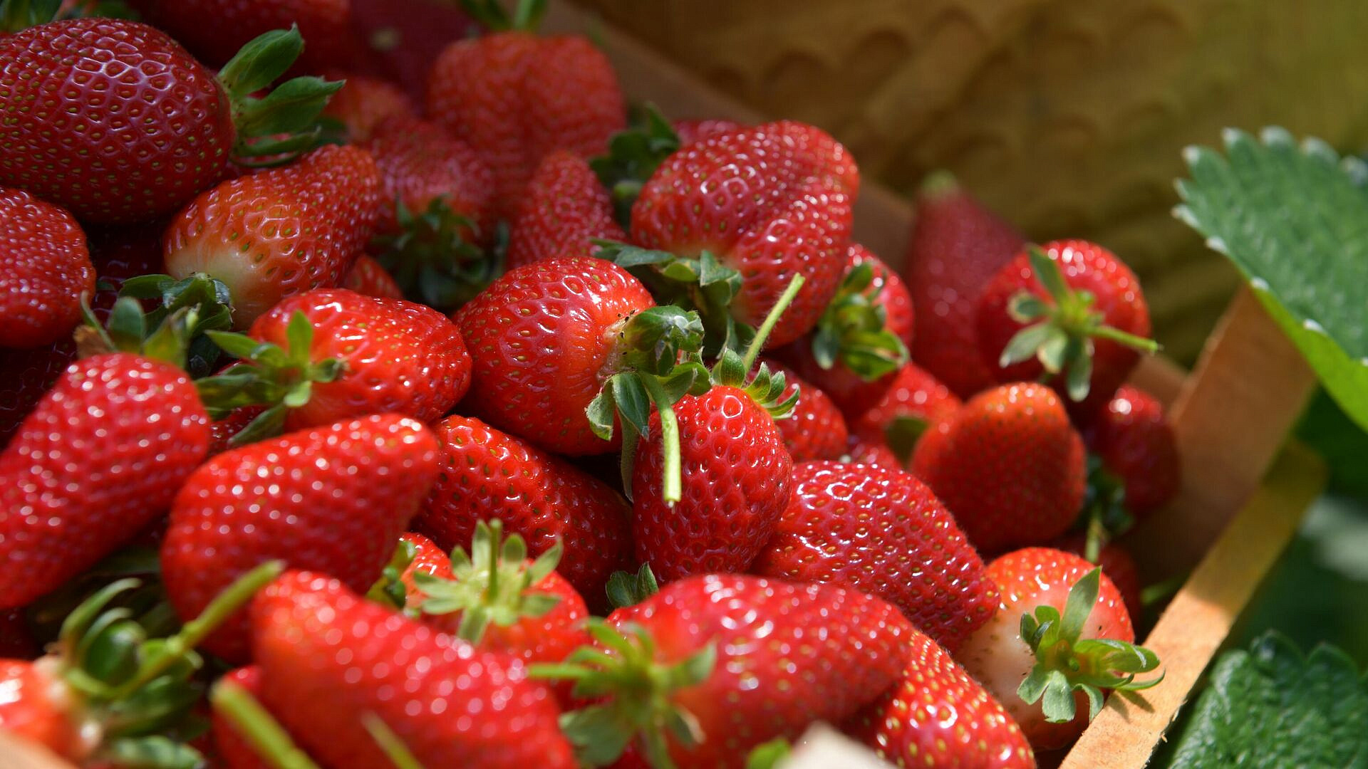 Эксперт рассказал, в чем необходимо смачивать клубнику перед употреблением