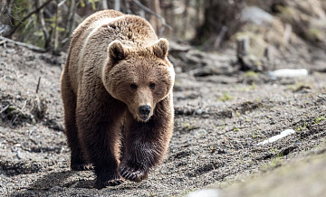 В Забайкалье медведь напал на лесного пожарного