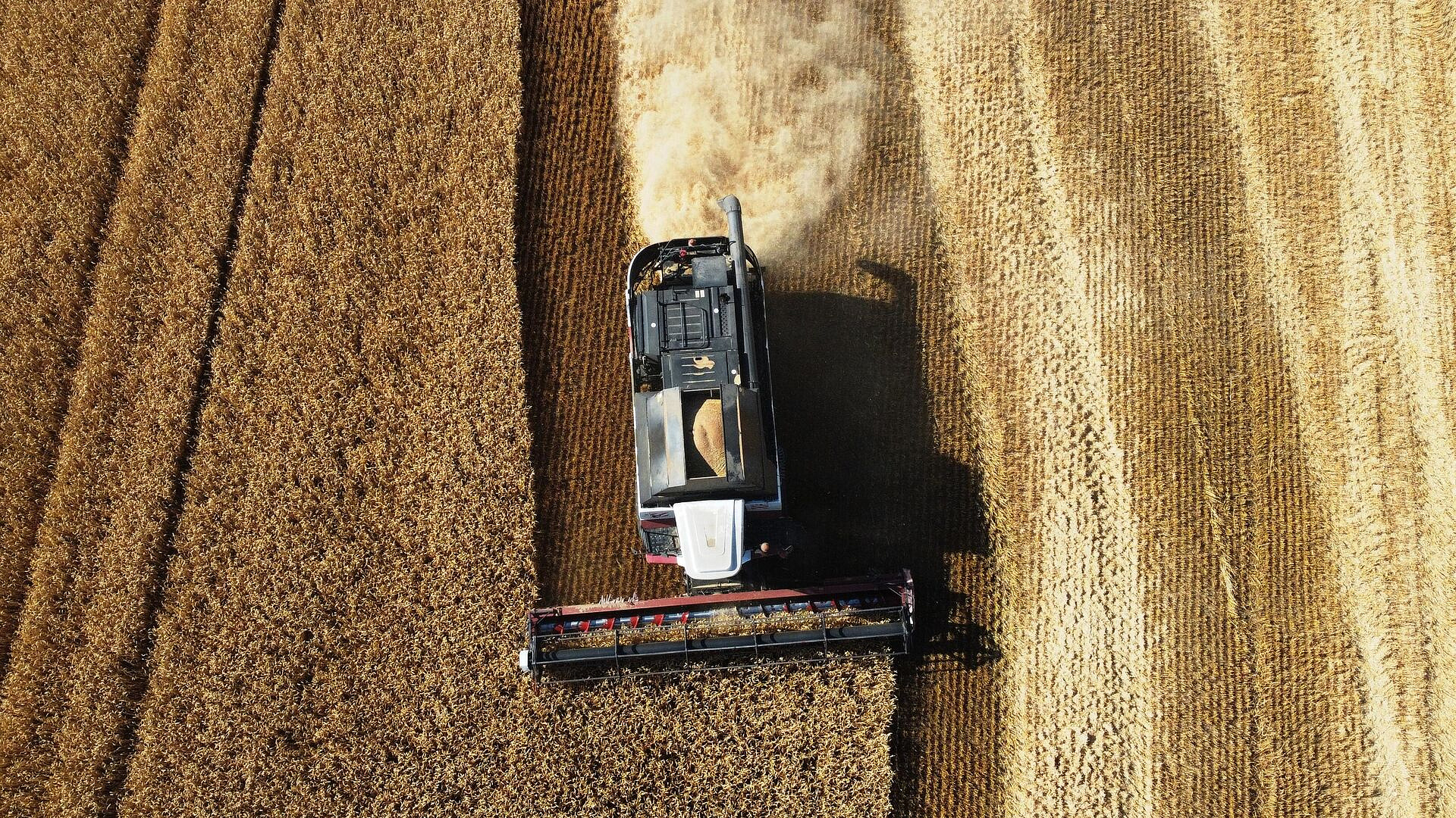 Российские экспортеры зерна не планируют сокращать поставки в Сирию