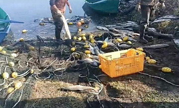 В Приморье из реки вытащили несколько тонн мертвой кеты