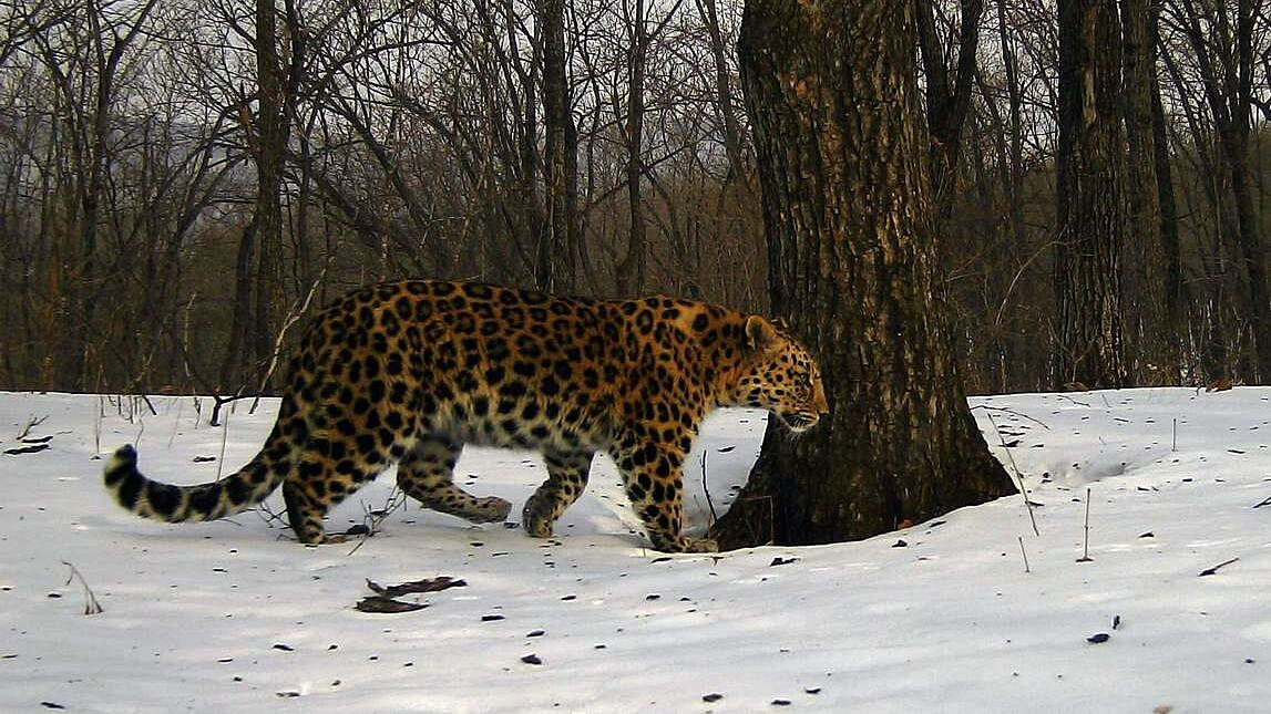 Специалисты не подтвердили причастность леопарда к гибели собак в Приморье