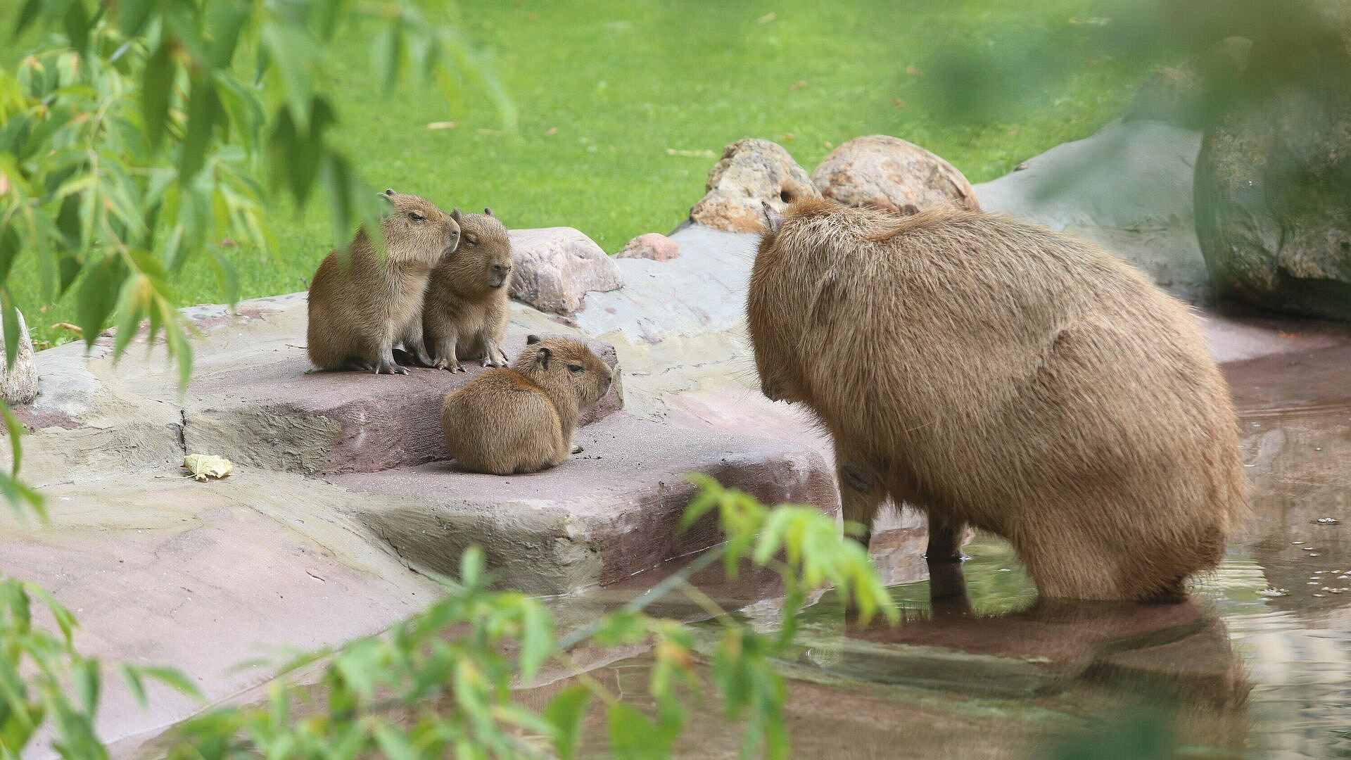 В зоопарках рассказали об очередях на капибар