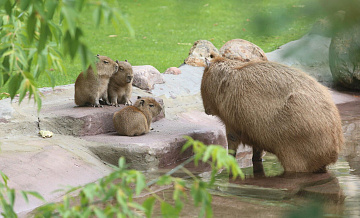 В зоопарках рассказали об очередях на капибар