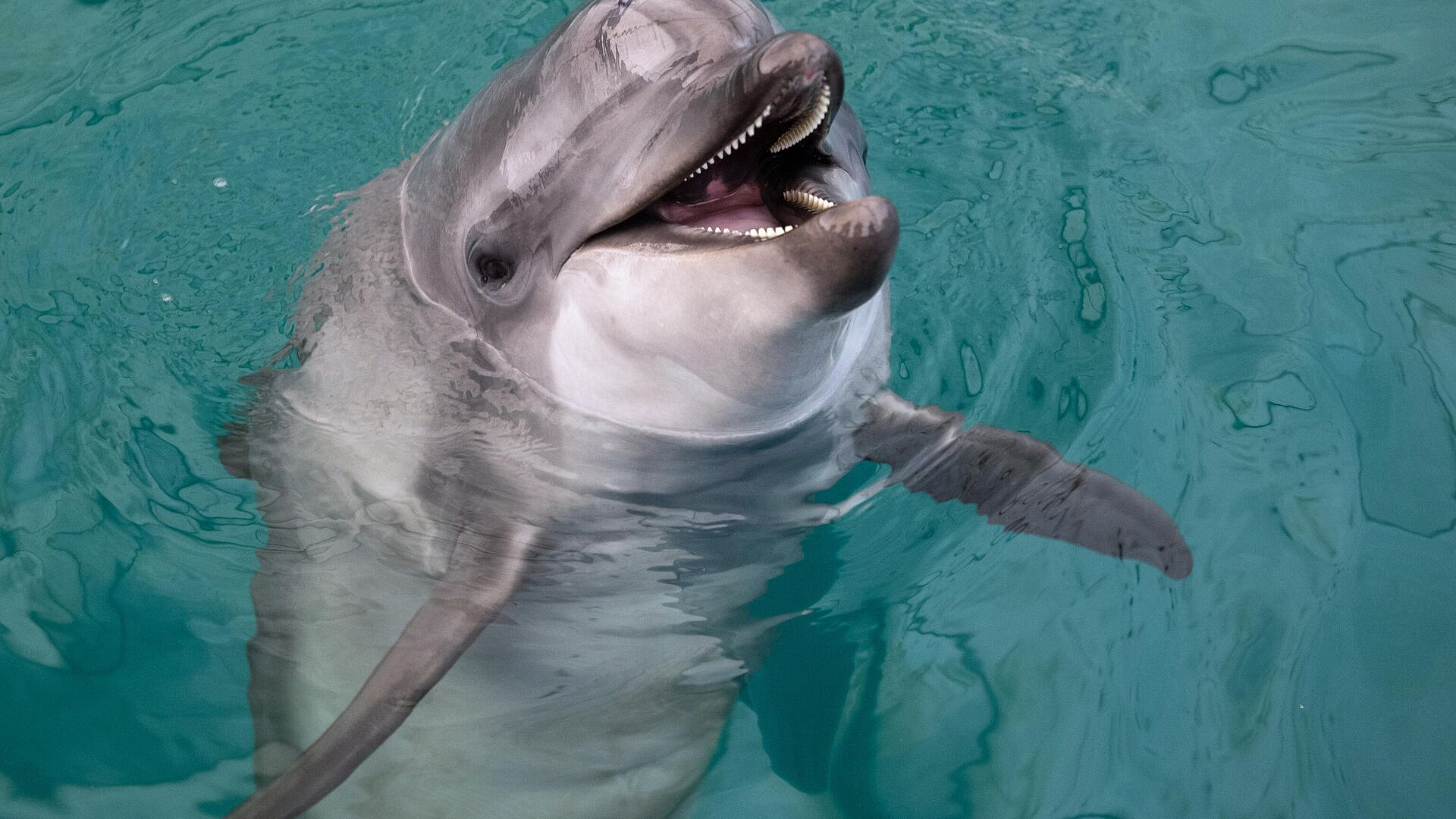 �������, ��������� �� ������ ���������, ����� ��������� ����