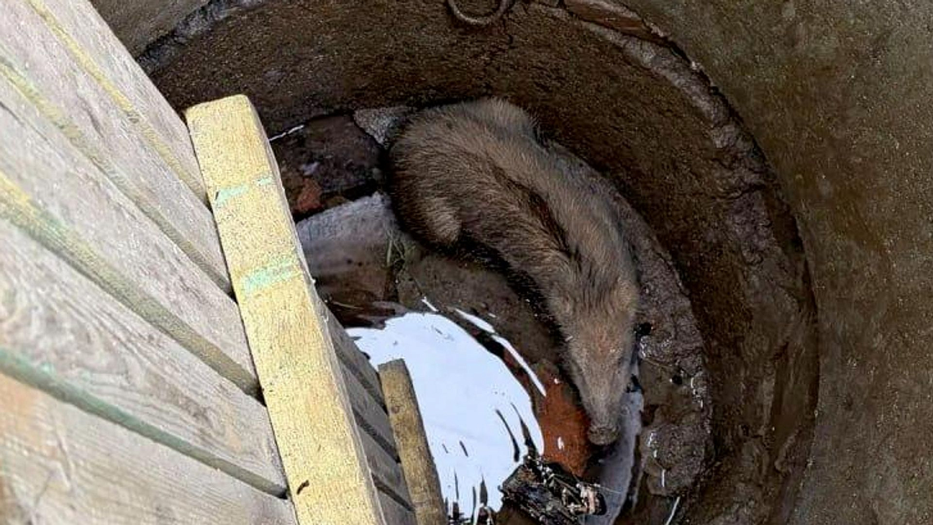 В Приморье спасли трех детенышей дикого кабана, провалившихся в колодец