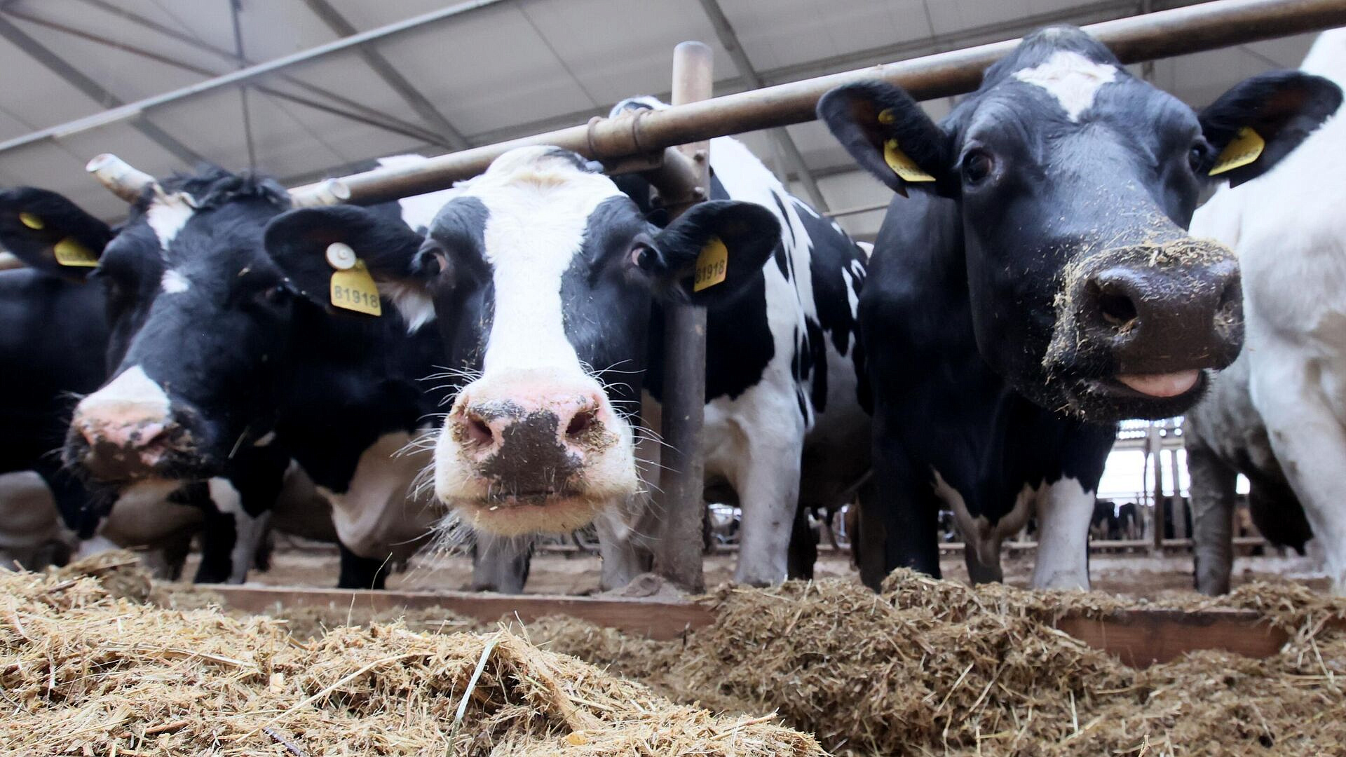 Более 23 млн рублей распределят на мясное животноводство в Подмосковье