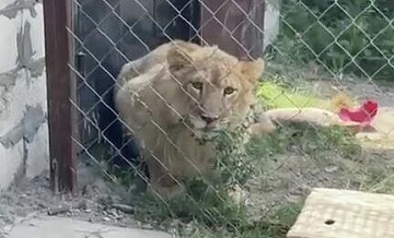 В Дагестане в частном доме обнаружили льва и тигренка