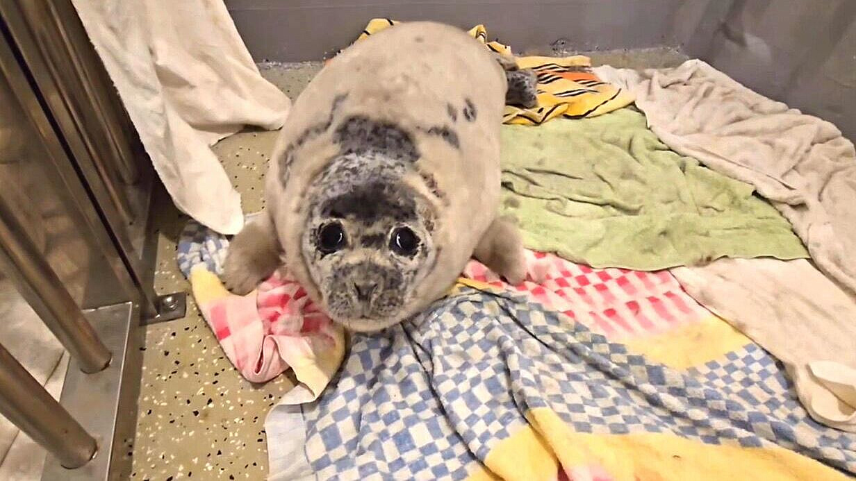 В акватории Владивостока спасли тюленя, покусанного собаками 